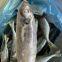 horse mackerel 100-200/trachurus japonicus/mackerel trachurus japonicus