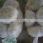 China Fresh Garlic for sale,Normal white garlic and Pure white garlic orign in Jinxiang