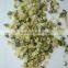 hemp seeds without shell powder hemp