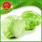 Green leaf lettuce exporter in China Iceberg lettuce