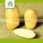 wholesale fresh potato wholesale 10kg carton
