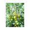 Hybrid small yellow Tomato Seeds for sale-Yellow Angel
