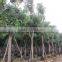 Cassia Fistula
