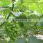 Taizhou high quality polyester line one stop gardens greenhouse parts
