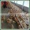 farming equipment poultry automatic chicken dinker line for broiler