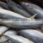 Frozen W/R Pacific Mackerel Good-quality Seafood Pacific Mackerel Fresh