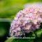 Fresh Artifical Light Pink Hydrangea For Export