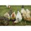 chicken wire mesh