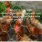 Chicken Wire
