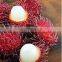 shanghai electric pelador de rambután