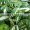 Hot sell Dracaena godseffiana and other fresh cut foliage fillers with most competitive price