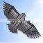 Cheap Chinese Eagle kite from kite factory for sale