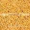 Feed sorghum of hybird color