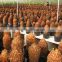 Cycas revoluta china planting a sago palm