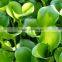 Industrial Crushing And Juice Screw Machine For Water Hyacinth Price In China