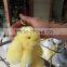 wholesale colorful rex rabbit fur little rabbit key chain