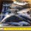 Frozen Atlantic Mackerel Scomber Scombrus with Good Price