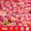 Export China fresh red fuji apples with great quality