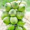 Green Young Coconut