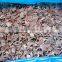 delicious IQF black fungus slices,chinese supplier