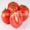 chinese imports wholesale packing bag 1000seeds/bag vegetable seeds tomato seeds in greenhouse