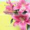 High Class Fresh Cut Flowers Fresh Cut Pink Lily Flowers Precise Distribution Farms Directly Supply From China