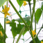 White Green Color Poly Trellis Mesh For Cucumber Tomato Peas Beans