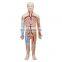 HC-S235 Human anatomical blood circulation teaching model Blood Circulatory system model cardiovascular and heart anatomy model