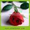 rose nursery directly fresh rose in China