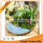Terrarium Container Decor with Stand Hanging Glass Ball Vase Flower Plant Pot
