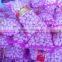 2016 New Crop Normal White Garlic/Purple Garlic/Red Garlic