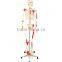 MCT-KN-005 Human Skeleton Model 85CM