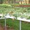 Hydroponic NFT Growing System Greenhouse