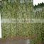 DRACAENA SANDERIANA 10cm-80cm straight lucky bamboo bonsai hot sale in USA market indoor ornamental water aquatic plants