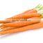 Plant Extract Carrot oil