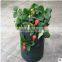 8 Pockets Strawberry Planter Bag,Strawberry Growing Planting Bag,Recycled Pop -Up Strawberry Planter For Strawberry Planter