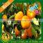 Nanfeng Fresh Baby Mandarin Orange