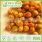Chickpeas Manufacturer of Nutritious Healthy Snacks Sriracha Chilli Flavor Chickpeas Very Hot