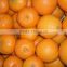 GOOD QUALITY Fresh Naval and Valencia Oranges