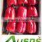 Red Capsicum
