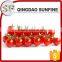 Sun dried preserved cherry tomato