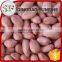 Wholesale peeled peanuts kernel