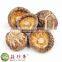 Dried fungus button mushroom logs