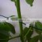 105mmL Gardening Plant Clip Kiwi Clip