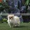 Lifelike Outdoor Large Decorative Plush Toy Dogs and Puppies for Sale Pet
