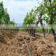 Best Price Agriculture Irrigation Drip Tape From China