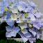 Wholesale Light Blue Hydrangea With High Quality