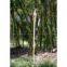 Bamboo Solar Light, Solar Garden Light, Solar Lawn Light
