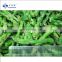 X ray inspected Tender IQF Frozen Green Asparagus Spears Cuts and Tips