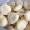 IQF Frozen Water Chestnut with High Quality